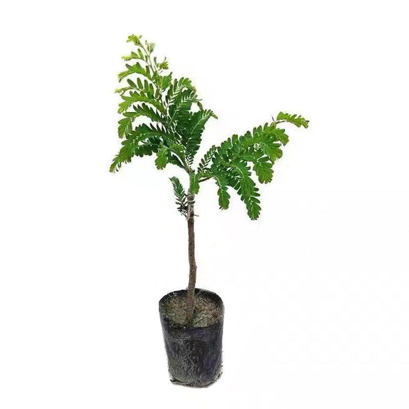油甘果苗嫁接甜种油甘果苗