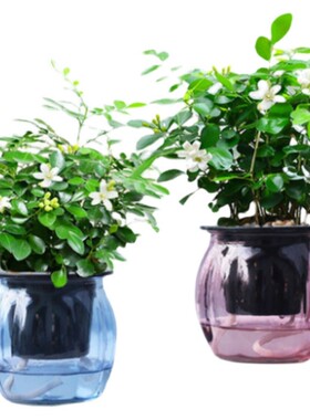 植物九里香驱蚊好养甲醛防辐射