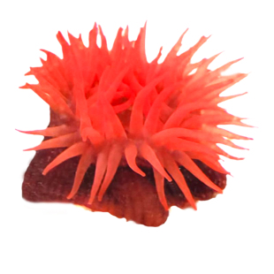 【小海葵活体】好养易活观赏造景海洋生物绿疣火山樱花海葵海缸