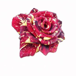 流星雨大花藤本月季玫瑰花苗蔷薇盆栽绿植带花四季开花阳台庭院