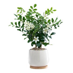 九里香盆栽绿植物办公室内茶桌面浓香茉莉花卉开花客厅好养七里香