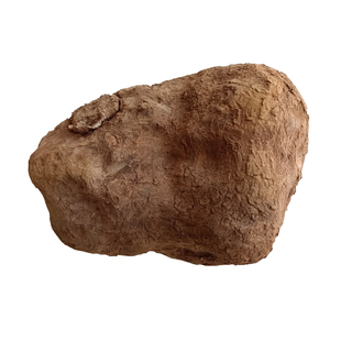 云南哀牢山深山采挖野生茯苓云苓新鲜茯苓整个煮粥泡水喝5斤包邮