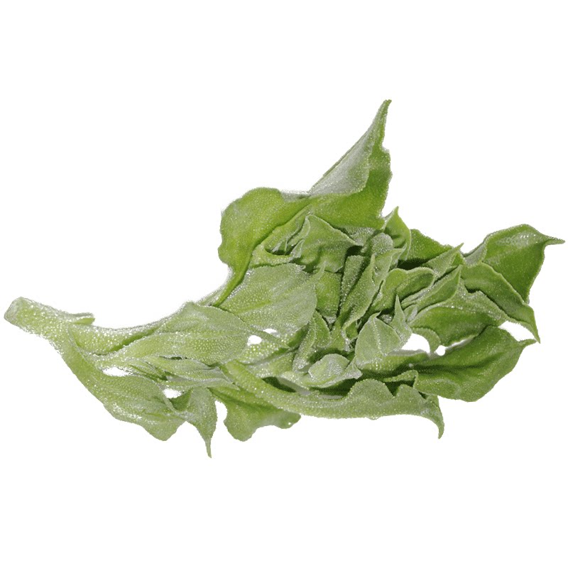 冰草新鲜蔬菜 冰菜 冰草菜 沙拉菜 500g