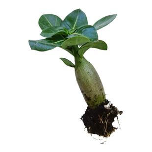 沙漠玫矮胖花卉矮胖植物庭院阳台好养创意迷你植物室内外绿植盆栽