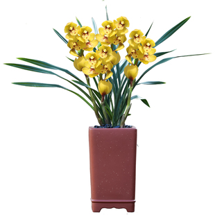 精品名贵国宝级大花蕙兰兰花黄金荷带花苞发货浓香型花卉室内盆栽