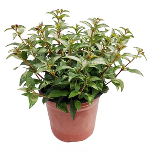 海蒂的花园吊钟花倒挂金钟多年生耐阴好养花期长阳台庭院花卉盆栽