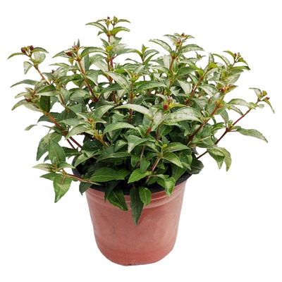 吊钟花室内窗台盆栽耐阴花卉