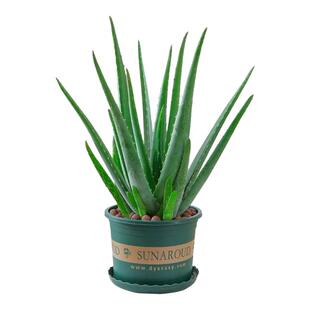 库拉索芦荟盆栽叶片可吃新鲜芦荟美容院灌肤芦荟植物芦荟苗绿植