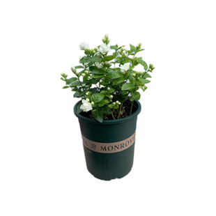 虎头茉莉花盆栽带花苞庭院花园有香味的植物好养笔尖茉莉花卉植物