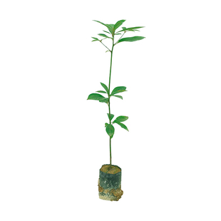 金丝楠木树苗高价值经济林木小叶桢楠苗名贵珍稀树种花园庭院绿植