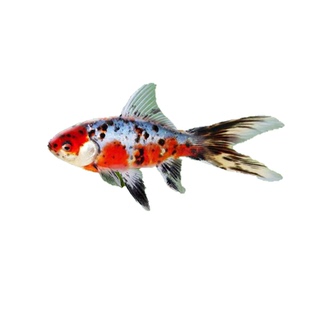 五花草金鱼冷水鱼淡水鱼兰花锦鲫锦鲤鱼活体好养易活红草金观赏鱼