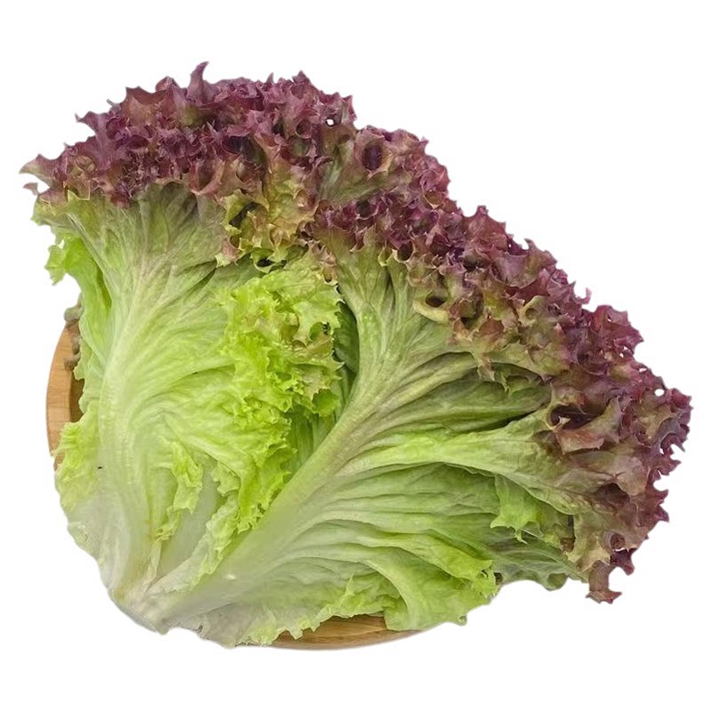 紫叶生菜种子沙拉菜种子四季种植耐寒热庭院大田蔬菜种源