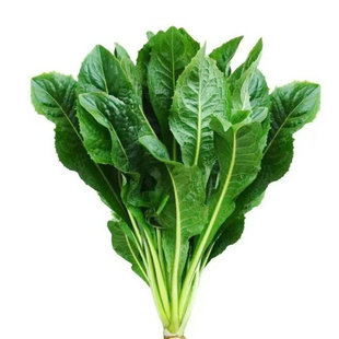 新鲜菊苣草半斤 现割发货牧草荷兰猪龙猫豚鼠鹅兔子土拨鼠非干草