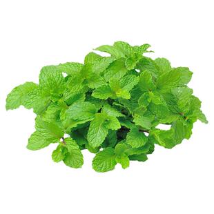 留兰香柠檬薄猫胡椒绿薄荷苗种籽子孑大全驱蚊虫四季盆栽可食用