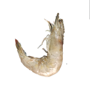 海虾大连鲜活对虾新鲜白虾明虾凉虾大青虾海鲜基围虾超大活虾