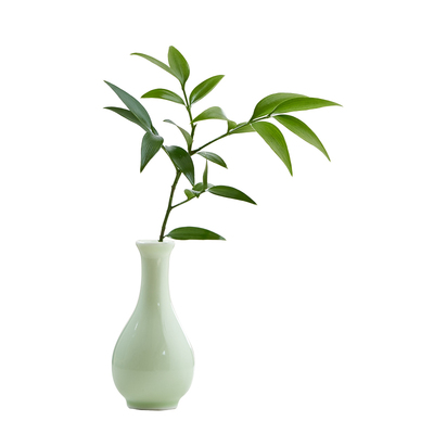 水培植物竹柏绿植微植物