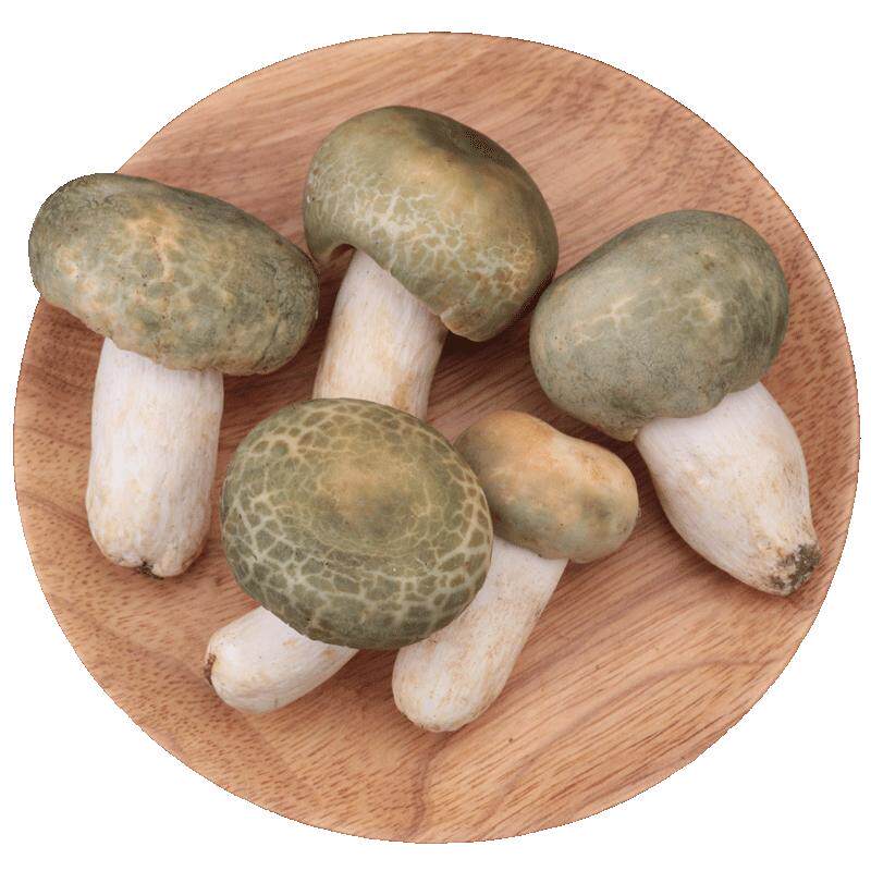 新鲜青头菌精选骨朵顺丰空运发货