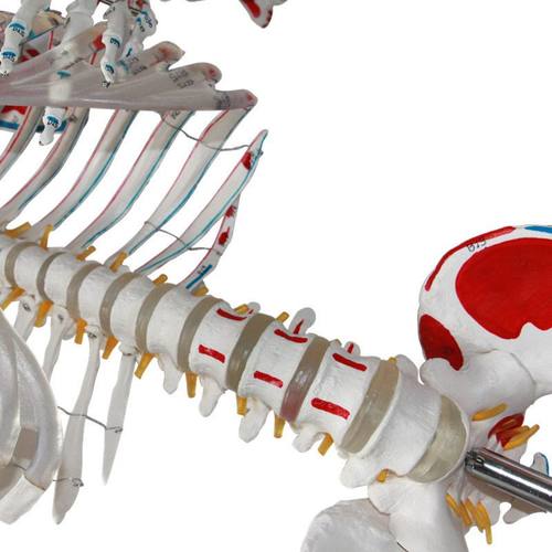 生产厂家 人体骨骼模型 人体骨架模型 自然大人体骨骼模型 170CM