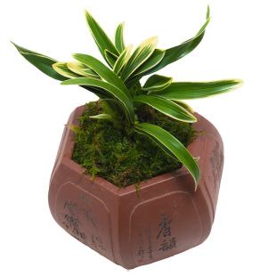 【凤凰冠】兰花盆栽金边兰草矮种植物建兰浓香中透艺客厅兰花苗