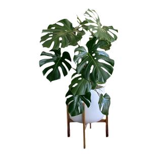 龟背竹大型盆栽北欧网红绿植室内客厅办公室大叶植物造景真花卉