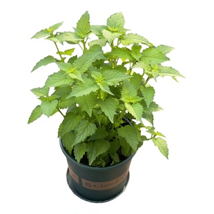 藿香苗盆栽庭院露天阳台种植食用新鲜香叶植物五香叶鱼香原盆原土