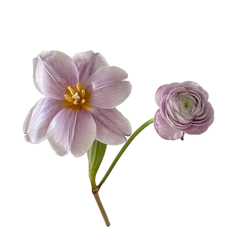 网红diy鲜花染色剂马卡龙玫瑰