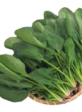 农家小叶菠菜籽种大叶菠菜种子秋冬耐寒四季菜园蔬菜种冬季菜种籽