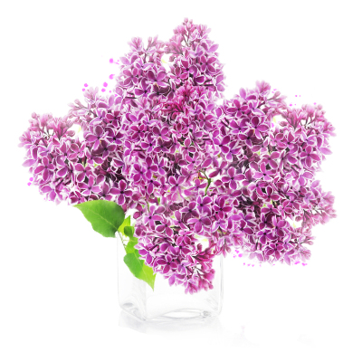 丁香花庭院大型耐寒绿风景花树苗