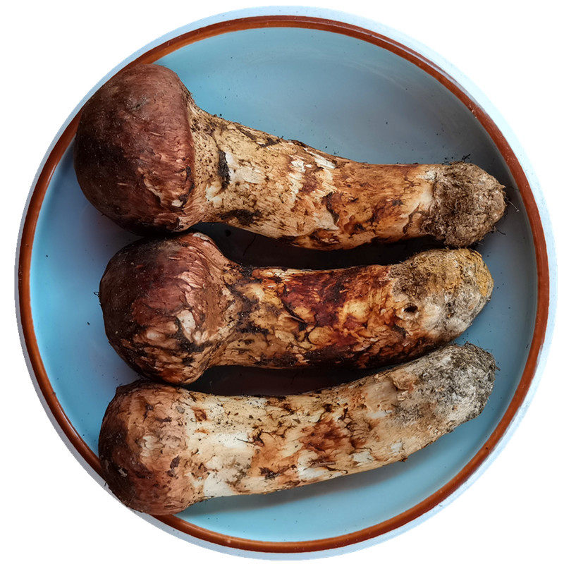 原皮新鲜野生松茸菌冰鲜冷冻云南香格里拉特产野山菌蘑菇顺丰包邮