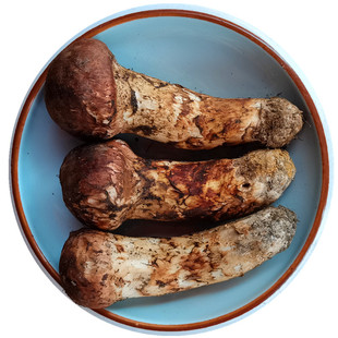 原皮新鲜野生松茸菌冰鲜冷冻云南香格里拉特产野山菌蘑菇顺丰包邮