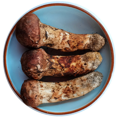 新鲜野生松茸菌出云南香格里拉产