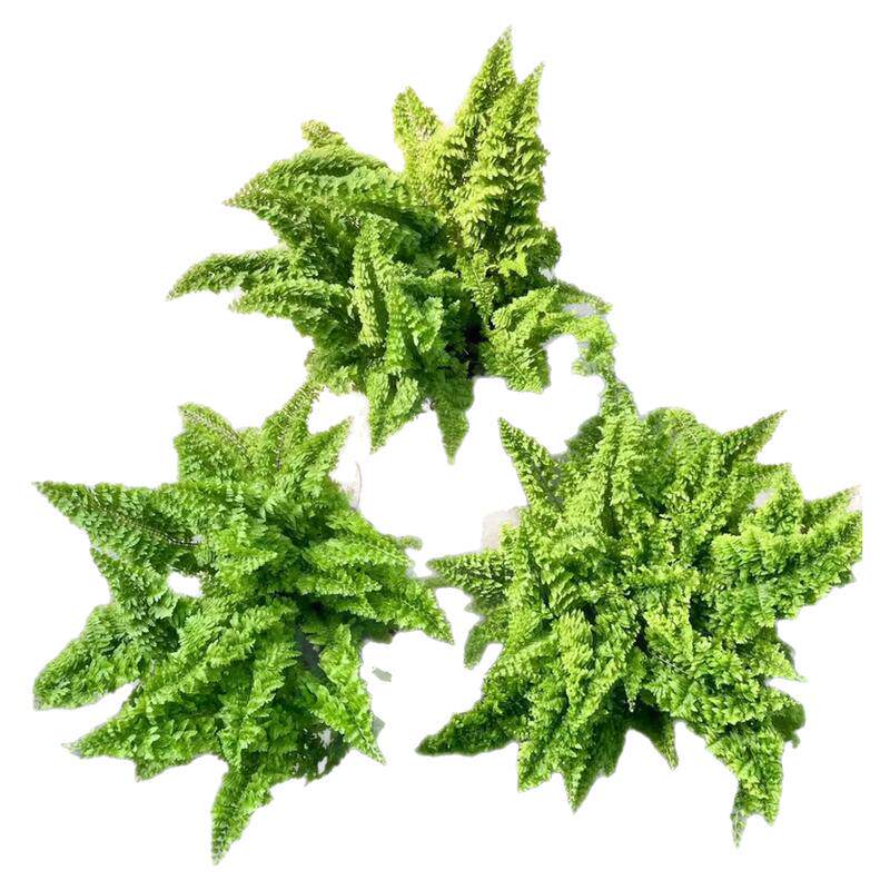 花与花器 蕾丝蕨玛丽莎蕨棉花糖波斯顿蕨盆栽室内耐阴观叶绿植物