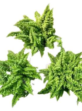 正品蕾丝蕨棉花糖蕨绿植盆栽好养