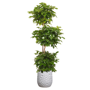 ZB三层幸福树北欧风绿植大绿宝大型客厅办公室净化空气室内盆栽