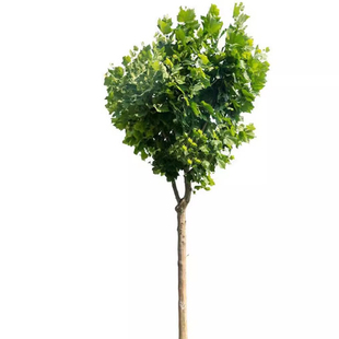 法国梧桐树树苗大树庭院风景树行道园林绿化苗木南方种植青桐法桐