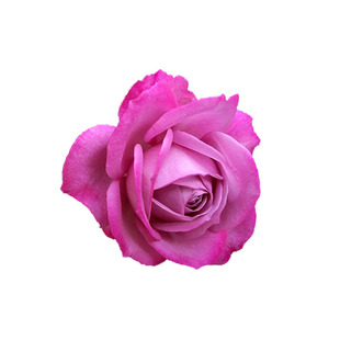 小春草莓杏仁饼紫魂香水银禧庆典烟花波浪多头香槟幻彩女人遗产