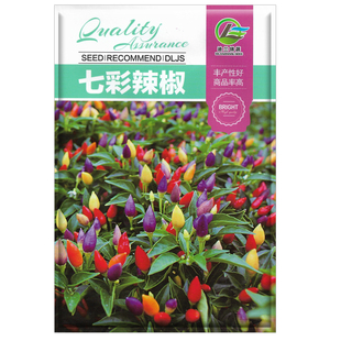 五彩观赏椒种子盆栽观赏辣椒七彩辣椒种子盆栽观赏菜种子彩椒种籽