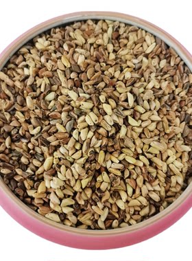 进口墨西哥玉米草种籽优12鱼草种籽四季猪牛羊鱼兔养殖高产牧草种