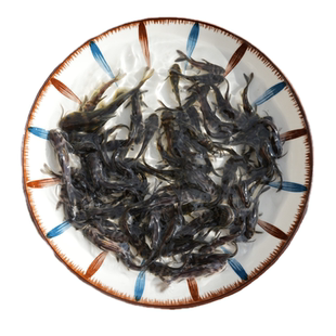 黄骨鱼苗活体冷水淡水鱼苗黄辣丁鱼苗黄丫头黄鸭叫昂刺鱼黄颡鱼苗