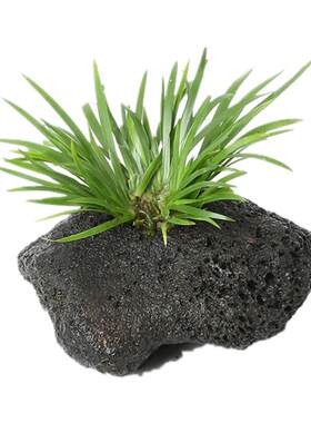 挺水植物深水浅水都可养