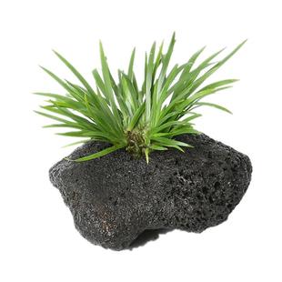 水上水草挺水植物溪流沼泽水生水菖蒲火山石定植龟缸雨林浅水造景