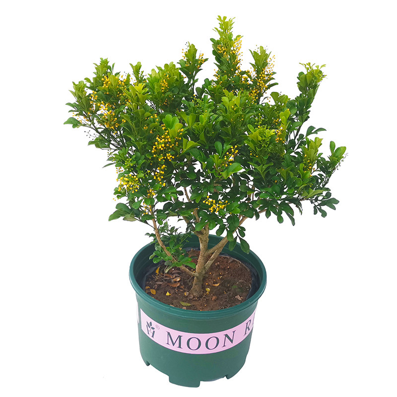 米兰花盆栽树苗植物室内花苗浓香型四季开花米仔兰老桩大棵好养活