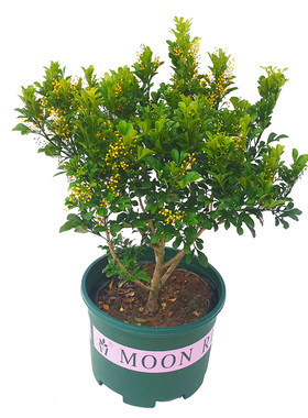 米兰花盆栽树苗浓香型四季开花