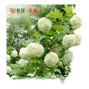 虹越绣球花苗欧洲木绣球大苗阳台盆栽花树苗斗球庭院地栽花园植物