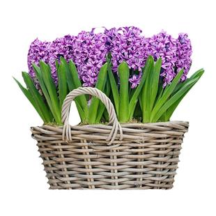 塔莎的花园葡萄风信子种球粉色日出阳台绿植秋季种植进口花多年生