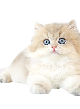 长毛猫英国长毛猫英长蓝金渐层