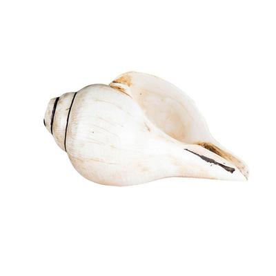 欧斯特尼泊尔天然白海螺