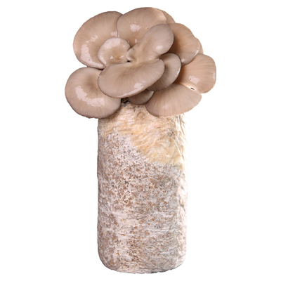 魔豆菜园蘑菇种植包菌包