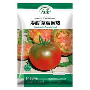 铁皮草莓柿子种子种籽西红柿大全水果秧苗番茄苗秧孑子柿子苗子