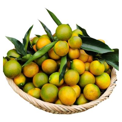 【果农直发/纯甜不酸】脆皮金桔